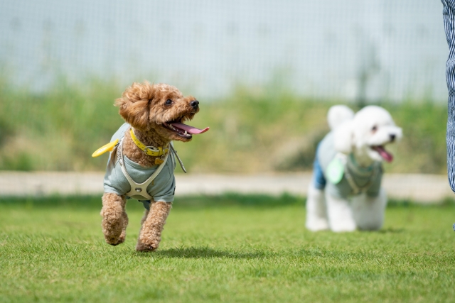 クリルオイルは犬のオメガ3指数を増加させる（オメガ3源としての魚油、亜麻仁油との比較）