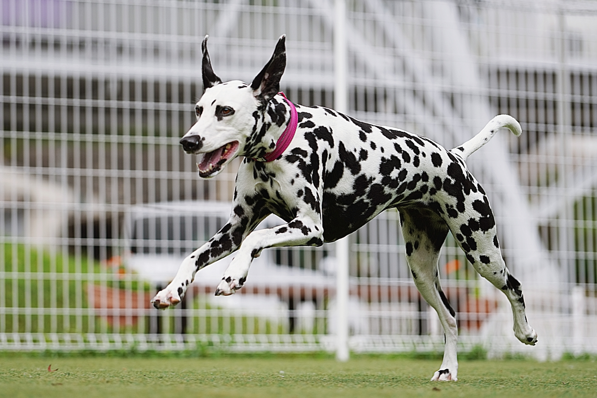「歩き方が変わった！」 クリルオイルと緑イ貝の力で犬の股関節ケアに明るい兆し