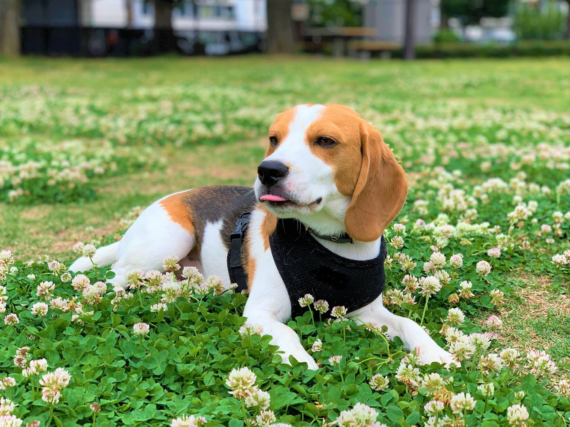 犬の毛並みと健康を支えるクリルオイルの可能性